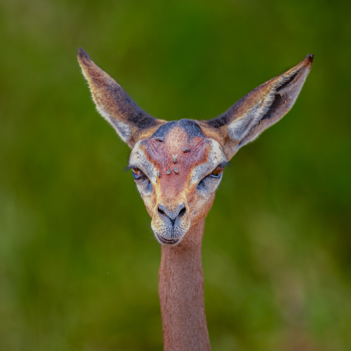A gerenuk with elongated neck and upright ears faces the camera in Tsavo East National Park, Kenya, with green grassland in the background.