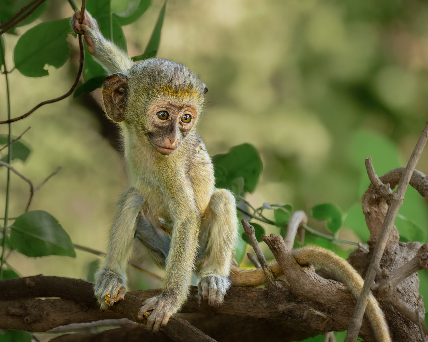 A juvenile vervet monkey practices a dramatic landing pose on the ground in Tsavo West National Park, Kenya.
