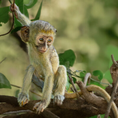 A juvenile vervet monkey practices a dramatic landing pose on the ground in Tsavo West National Park, Kenya.