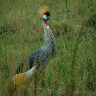 An adult grey crowned crane stands in grassland under bright midday light in Masai Mara, Kenya.