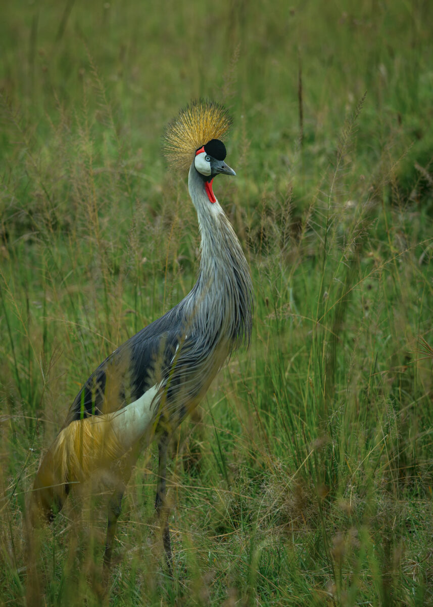An adult grey crowned crane stands in grassland under bright midday light in Masai Mara, Kenya.