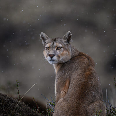 Animalia (Animals)