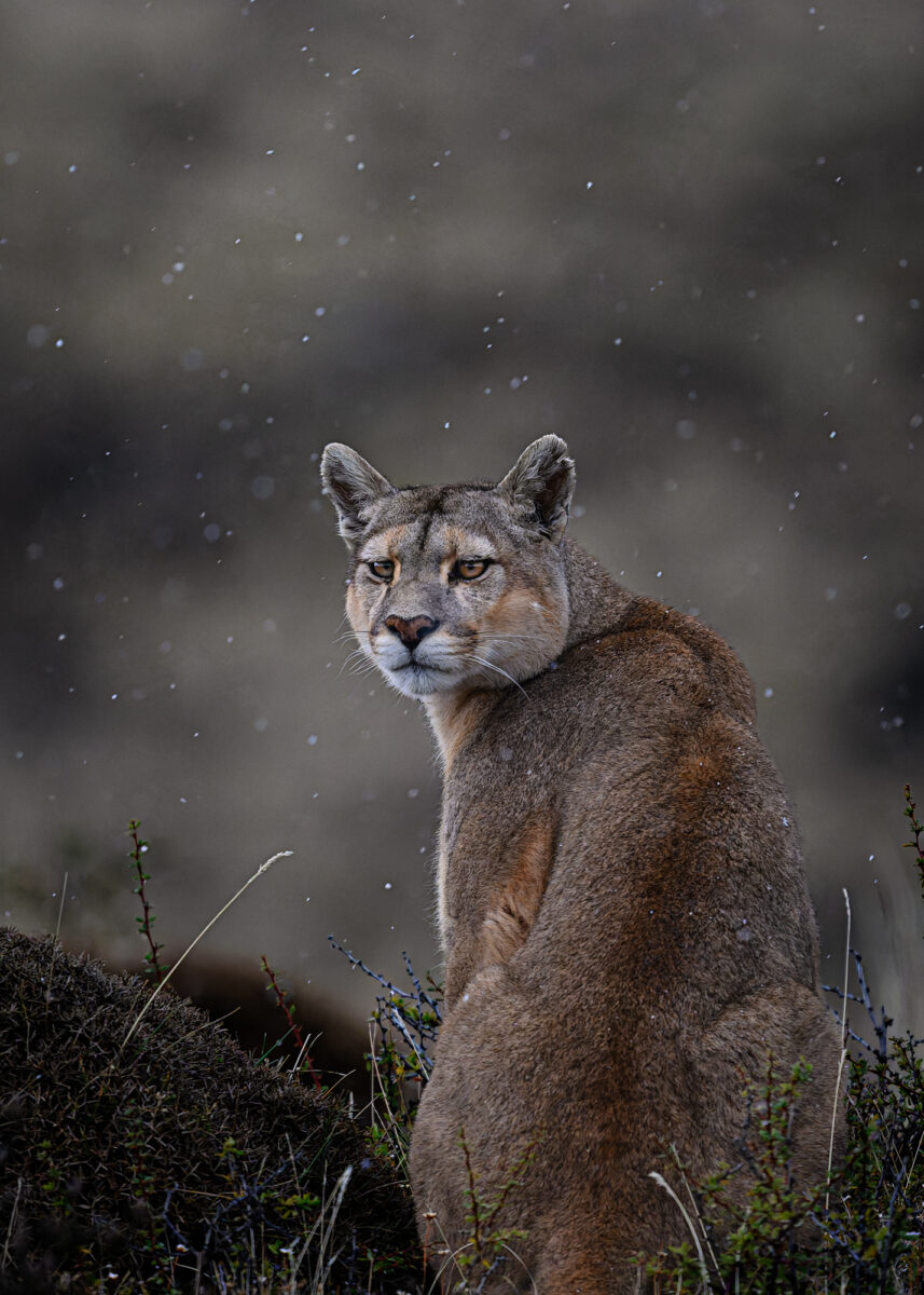 A female cougar rests in falling snow among sparse vegetation in a Patagonian forest landscape.