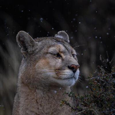 A female cougar stands in falling snow, gazing across a winter landscape in Torres del Paine, Chile.