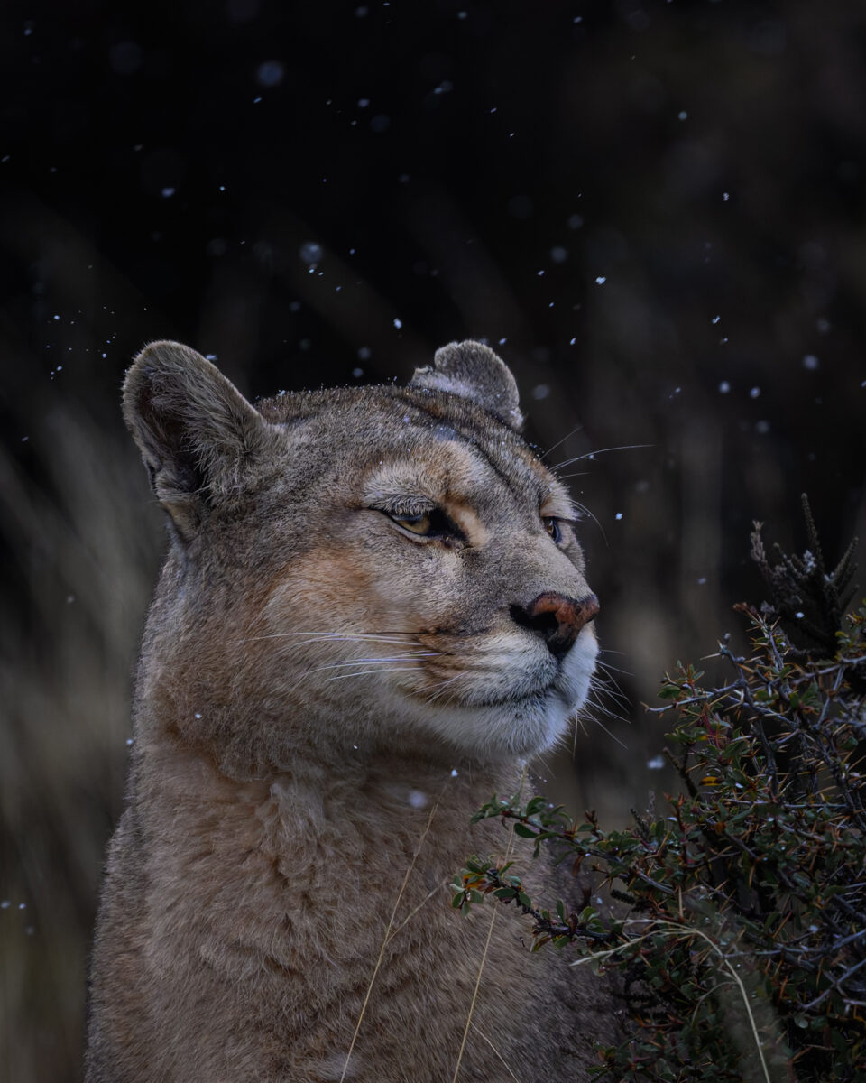 A female cougar stands in falling snow, gazing across a winter landscape in Torres del Paine, Chile.