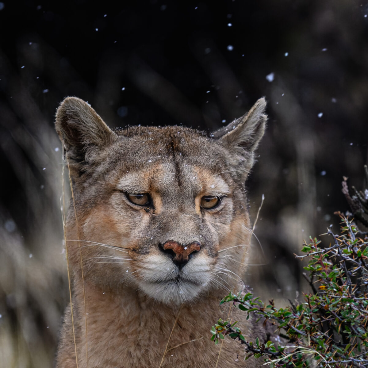 A female cougar stands in falling snow, gazing across a winter landscape in Torres del Paine, Chile.