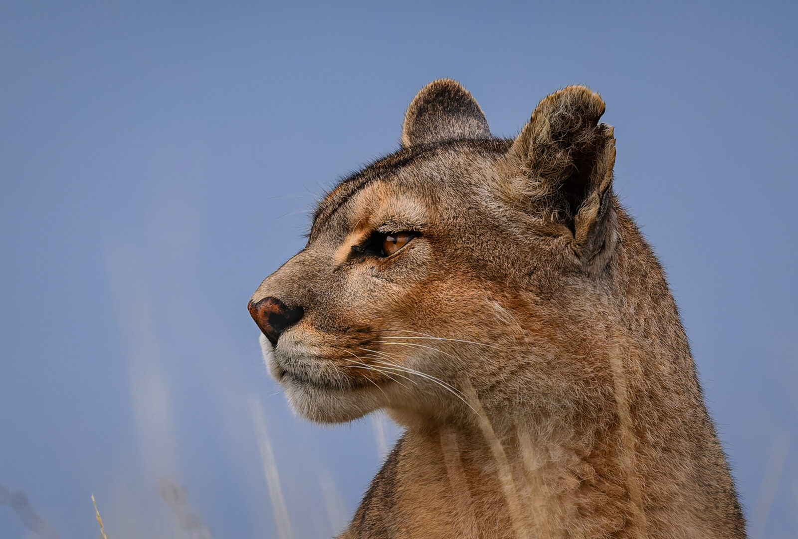 A female cougar with a notched ear gazes across a windswept Patagonian landscape at Torres del Paine during golden hour.