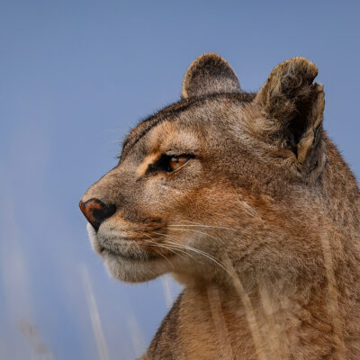 A female cougar with a notched ear gazes across a windswept Patagonian landscape at Torres del Paine during golden hour.