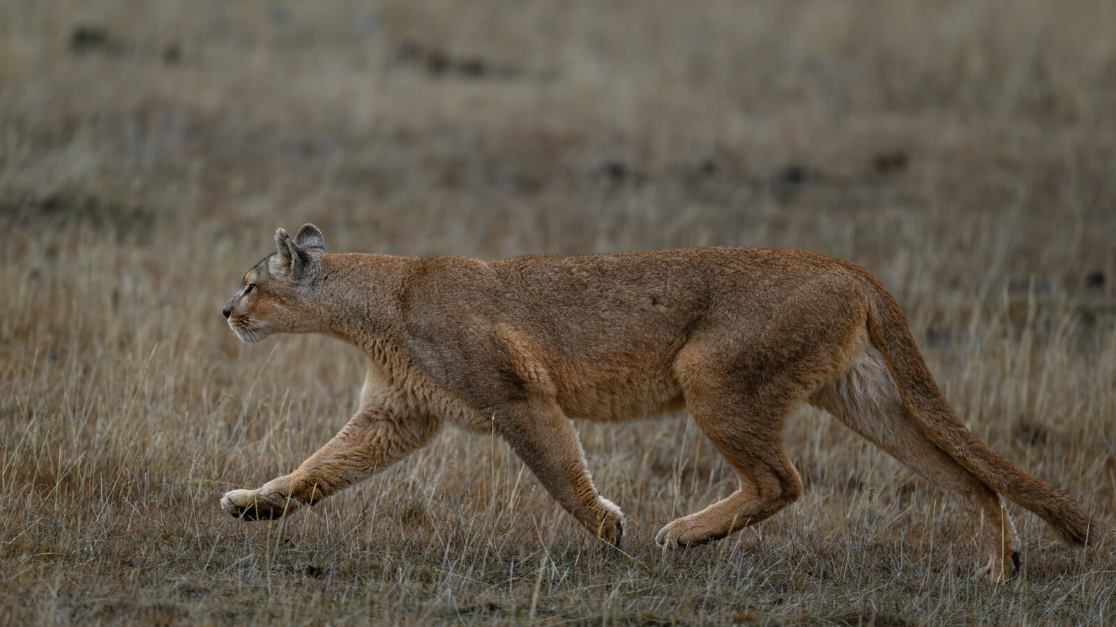 A female cougar walking through open grassland in golden afternoon light, with low shrubland visible in the background.