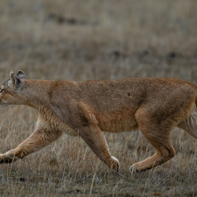 A female cougar walking through open grassland in golden afternoon light, with low shrubland visible in the background.