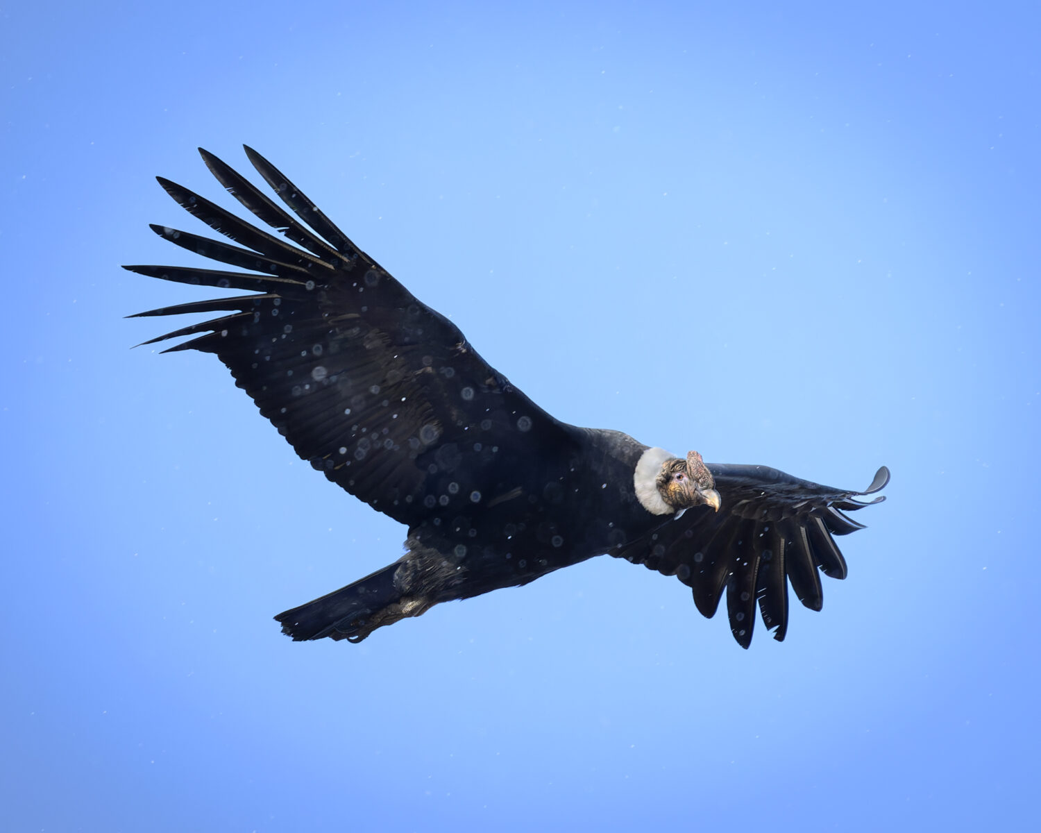 An Andean condor in flight above a mountainous, snow-dusted landscape in winter daylight.