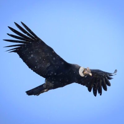 Vultur gryphus