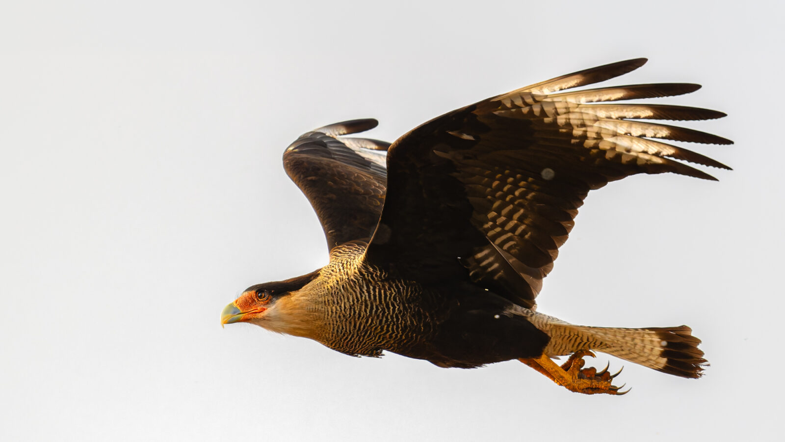 A dark bird in flight against a bright sky, wings spread wide, soaring above distant granite peaks and windswept grassland.