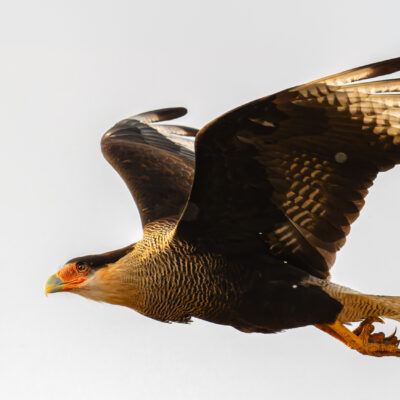A dark bird in flight against a bright sky, wings spread wide, soaring above distant granite peaks and windswept grassland.