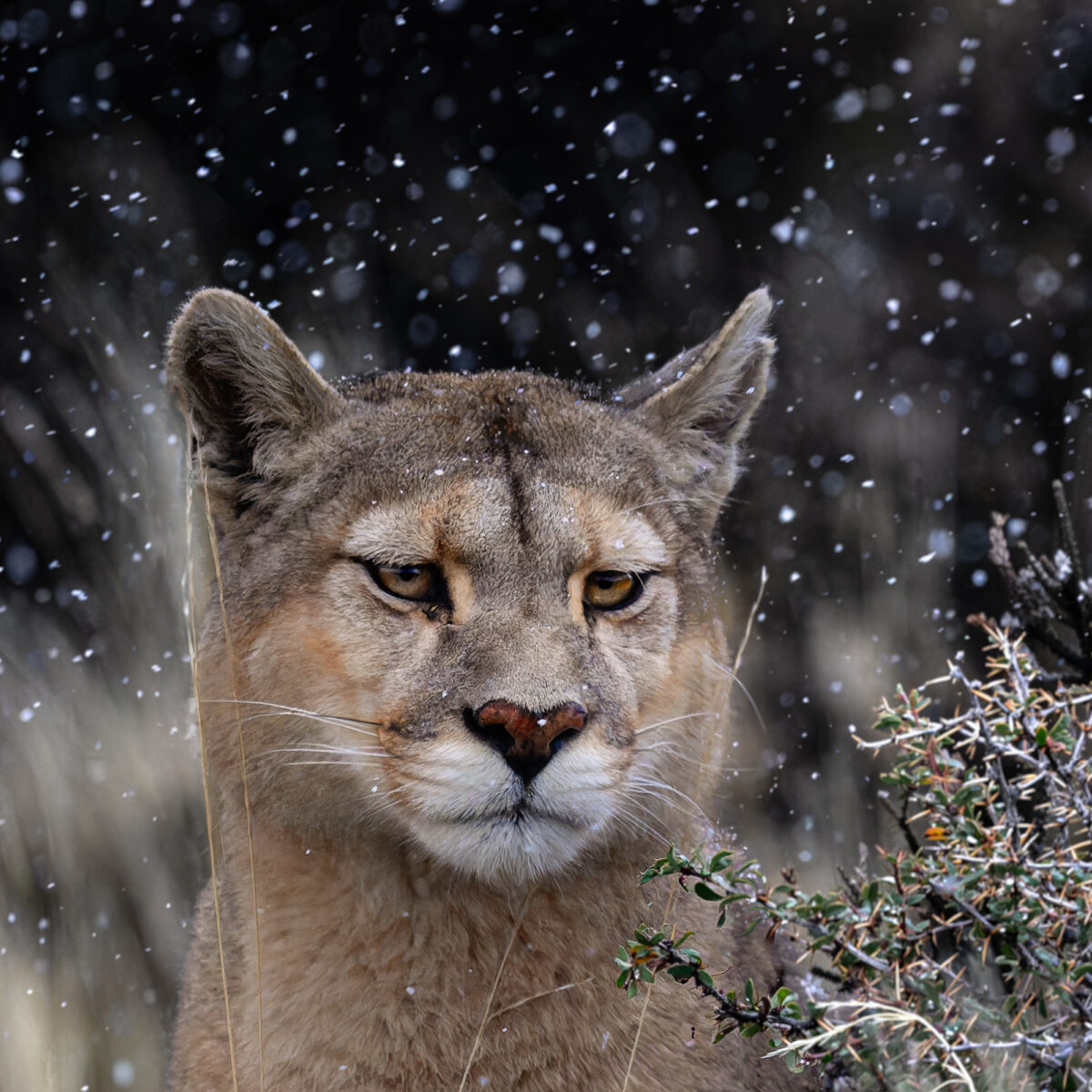 A female cougar stands in falling snow in a mountainous landscape, pausing while hunting in Torres del Paine, Chile.