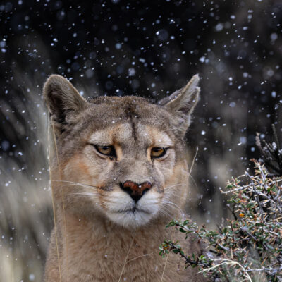 A female cougar stands in falling snow in a mountainous landscape, pausing while hunting in Torres del Paine, Chile.