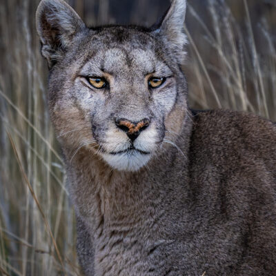 An adult cougar walks across sparse grassland in the Patagonian steppe, pausing to look toward the camera.
