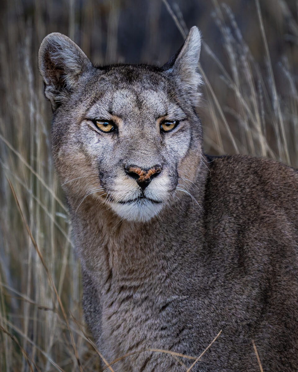 An adult cougar walks across sparse grassland in the Patagonian steppe, pausing to look toward the camera.