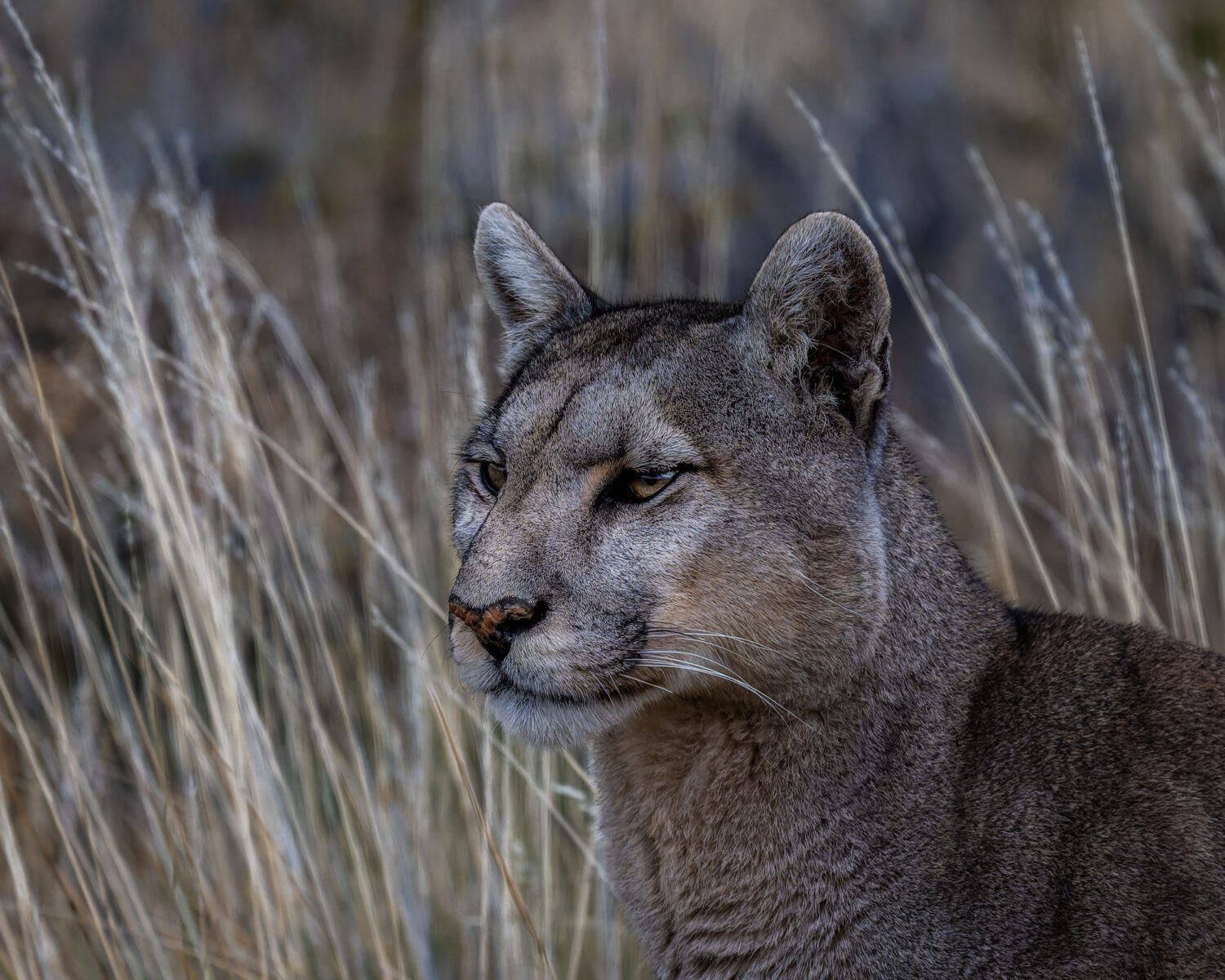 An adult cougar walks across sparse grassland and shrubland in winter, with distant mountains visible under midday light.
