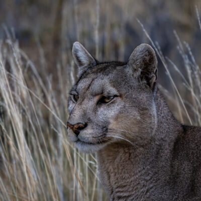An adult cougar walks across sparse grassland and shrubland in winter, with distant mountains visible under midday light.