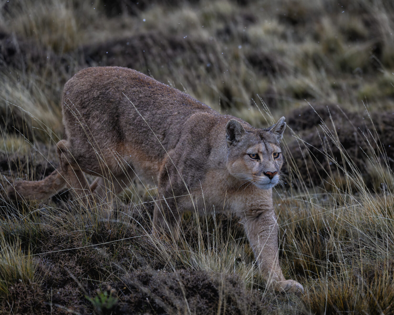 A female cougar stalks through tall grass in Torres del Paine, Patagonia, with focused intensity and amber eyes fixed ahead.