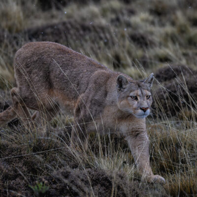 A female cougar stalks through tall grass in Torres del Paine, Patagonia, with focused intensity and amber eyes fixed ahead.