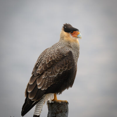 An adult caracara with a distinctive crest and dark plumage stands on windswept grassland under midday light.