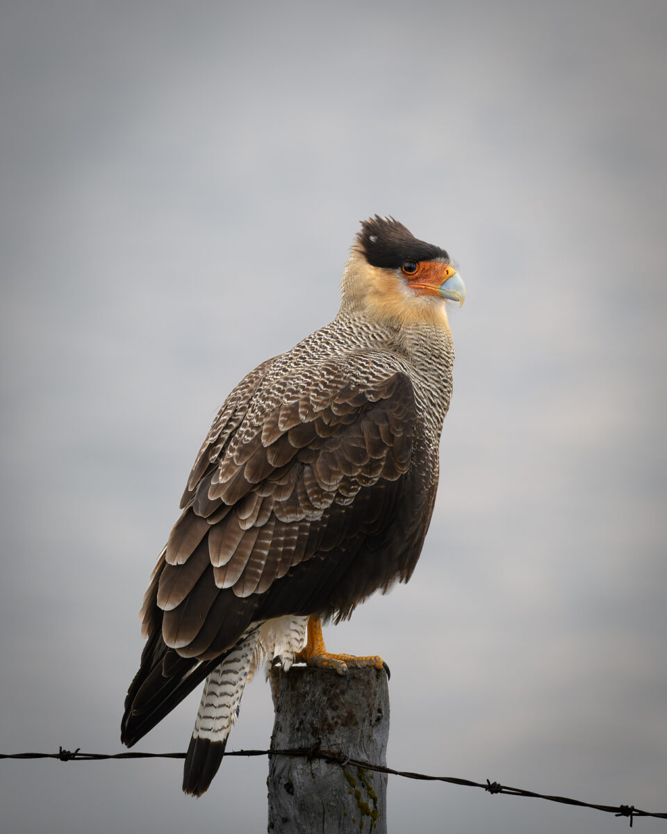 An adult caracara with a distinctive crest and dark plumage stands on windswept grassland under midday light.